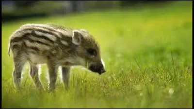 Quel est le nom de ce b&eacute;b&eacute; animal ?