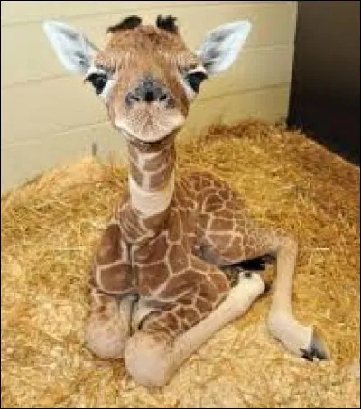 Quel est le nom de ce b&eacute;b&eacute; animal ?