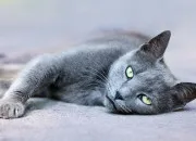 Quiz Le chat en global