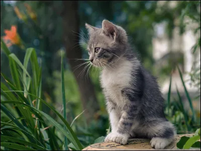 Quel est le sens le plus développé chez notre petit compagnon ?