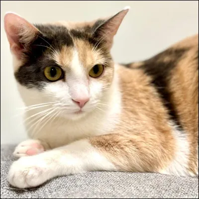 Comment appelle-t-on les chats noir blanc et roux ?