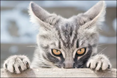 Quel est le second nom des moustaches du chat ?