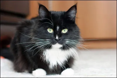 Combien d'emplacements sont situés pour les moustaches de notre petit compagnon ?