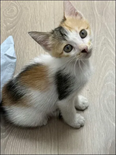 Les chats voient-ils dans le noir complet ?