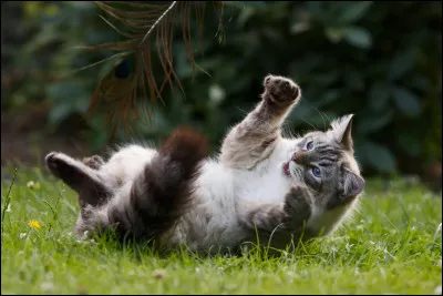 Combien de doigts ont les chats ?