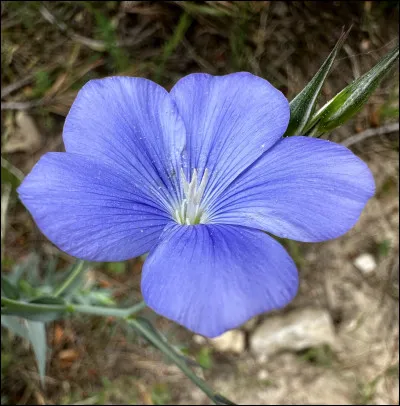 Quelle est cette fleur ?