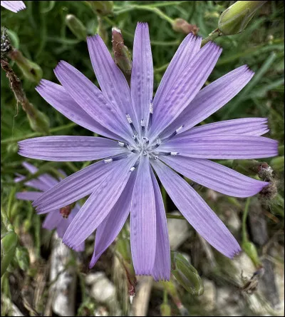Quelle est cette fleur ?