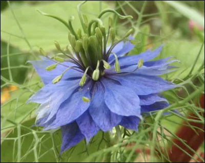 Quelle est cette fleur ?