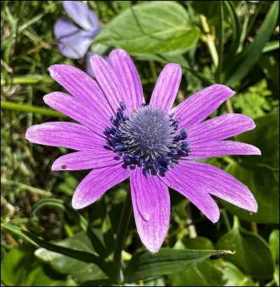 Quelle est cette fleur ?