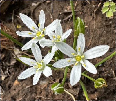 Quelle est cette fleur ?