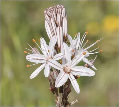 Quelle est cette fleur ?
