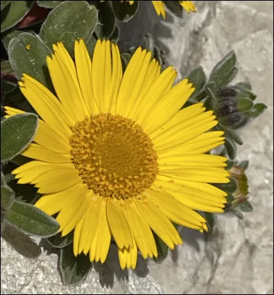 Quelle est cette fleur ?