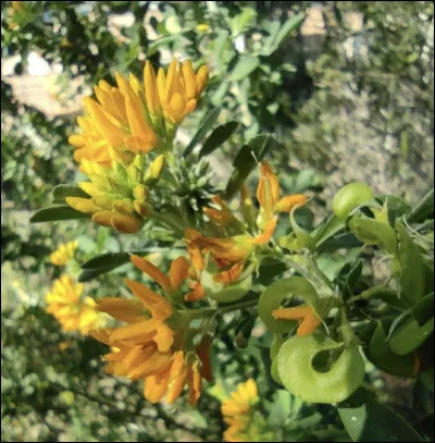 Quelle est cette fleur ?