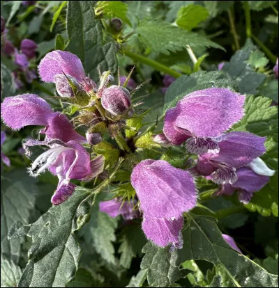 Quelle est cette fleur ?