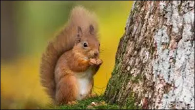 Cliquez sur la bonne réponse :