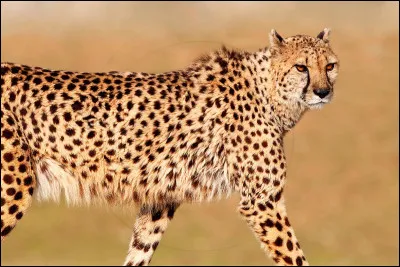 Le guépard est un félin qui vit...