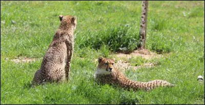 Que mange principalement le guépard ?