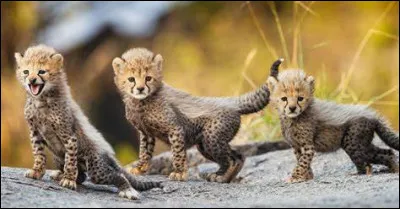 Et pour finir, comment s'appelle le petit du guépard ?