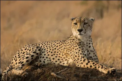 Et la hauteur au garrot est de...