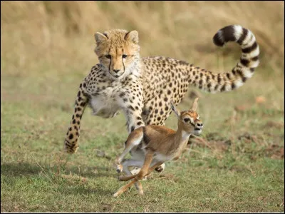 Les griffes du guépards sont...