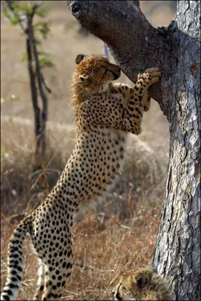 Fini l'apparence ! Passons à l'espèce. Le guépard est un...
