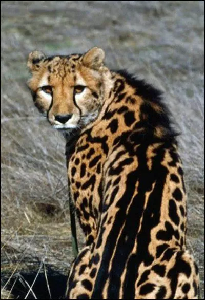 Il arrive, dans une portée, qu'il naisse un guépard assez différent des autres. Il a des taches plus grosses et une bande de traits noirs sur le dos. On l'appelle un..