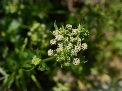 Laquelle de ces lettres de panthère devrez-vous changer pour avoir un filet ?