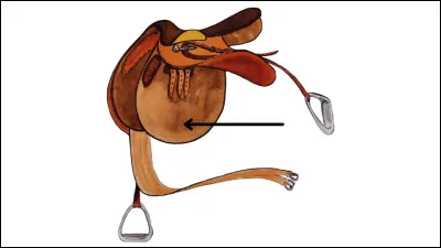 Quel est le nom de cette partie de la selle ?