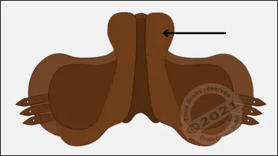 Quel est le nom de cette partie de la selle ?