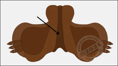 Quel est le nom de cette partie de la selle ?