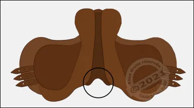 Quel est le nom de cette partie de la selle ?