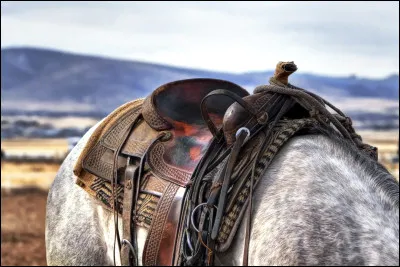 Existe-t-il différents types de selle ?