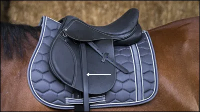 Quel est le nom de cette partie de la selle ?