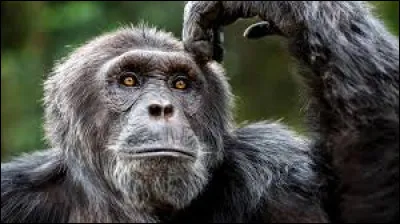 Octobre : Qui doit sa notori&eacute;t&eacute; &agrave; sa grande connaissance des chimpanz&eacute;s ?