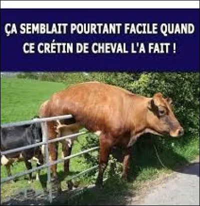 De ces trois races de vaches, pourriez-vous me dire laquelle est la salers ?