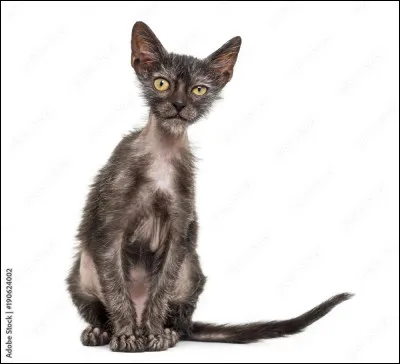 Et enfin : quel est ce chat ?