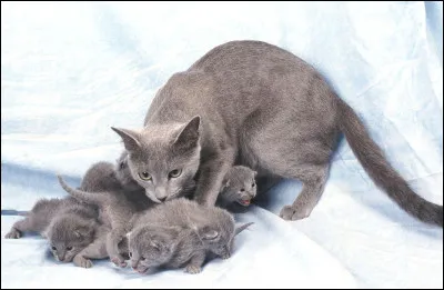 Quel est ce superbe chat ?