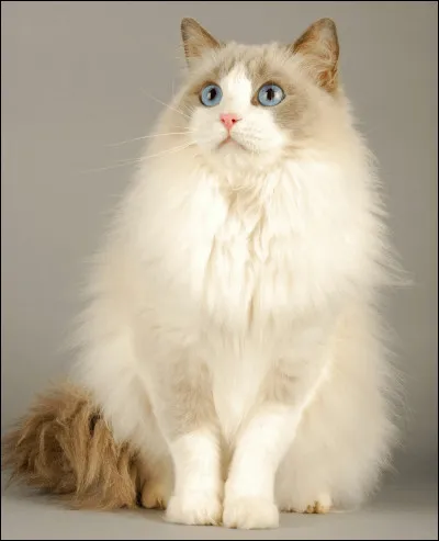 Youpi ! Ma race de chat préférée ! Regardez cette bouille ! De quelle race est-il ?