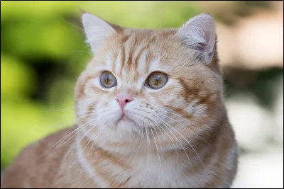Le nounours a frappé... Mais quelle est sa véritable race ?