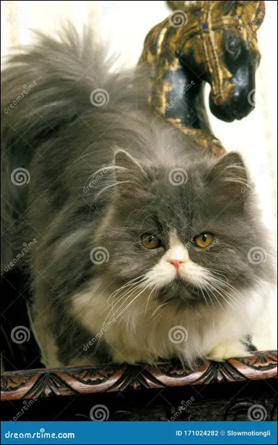 Allez, c'est simple ! Quelle est cette race ?