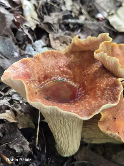 Ce champignon renferme de l'acide norcapératique. Il présente une forme d'entonnoir ou de vase. Sa coloration varie considérablement, allant du rouge brillant à un orange plus ou moins terne. Ses écailles internes orangées à rougeâtres sont moins proéminentes au centre que son sosie. Son hyménophore est constitué de plis et rides décurrents, crème à beige. Quel est son nom ?