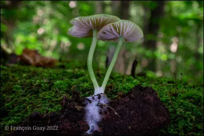 Son chapeau mesure entre 0,5 et 5 cm de diam., il est flabelliforme, poilu et de couleur blanch&acirc;tre. Ses lames sont espac&eacute;es, avec des ar&ecirc;tes qui semblent fissur&eacute;es et sillonn&eacute;es longitudinalement. Il pousse sur du bois de feuillus. Il peut aussi pousser l'hiver par temps doux. L'inhalation de ses spores a d&eacute;j&agrave; caus&eacute; des probl&egrave;mes de sant&eacute;. &Eacute;vitez de respirer ses spores. Quel est son nom ?