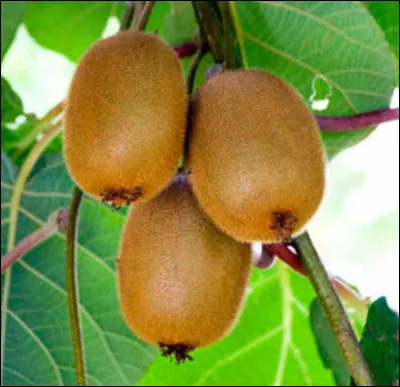 Comment s'appelle l'arbre à kiwis ?