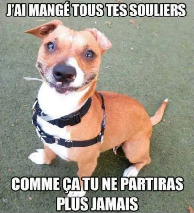 Combien mesure le plus petit chien du monde ?
