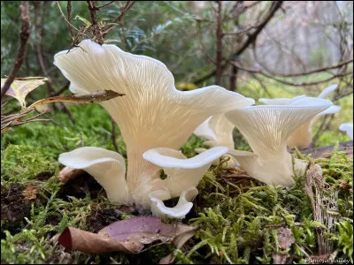 Cette espèce est saprotrophe et pousse généralement sur du bois pourri de conifères. Son chapeau est blanchâtre, tout comme ses lames, qui sont décurrentes lorsqu'un pied est présent. Le chapeau a tendance à pousser vers le haut et sa sporée est blanche. Quel est son nom ?