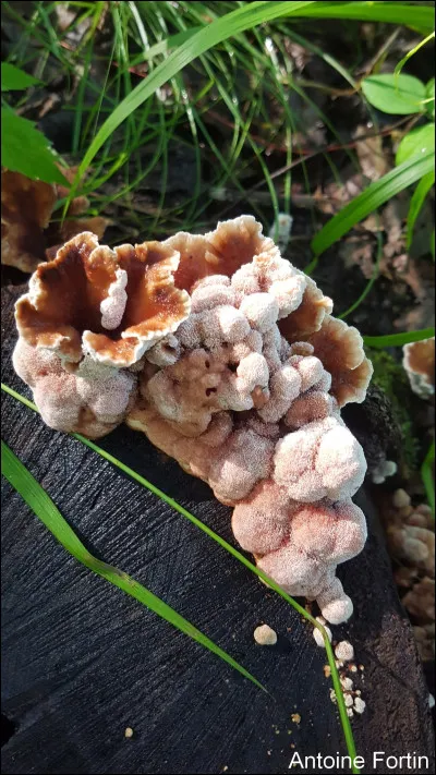 Il varie beaucoup en forme et en taille. Son contexte est duplex. Au microscope, on peut noter la présence de gléocystides, de chlamydospores et dhyphes génératrices à paroi épaissie, ce qui le différencie des polypores similaires. Son odeur est discrète, d'abord agréable avec des notes damandes, puis plutôt fétide au sec. Il pousse près ou sur du bois de feuillus. Sa saveur est douce. Quel est son nom ?