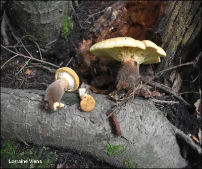 Cette espèce n'a pas de sosie connu au Québec. Les basidiomes sont imposants et charnus. Le chapeau est brunâtre-jaunâtre. Les lames sont pâles et décurrentes et le pied est parfois excentré. Ce dernier est recouvert d'un revêtement hirsute qui devient brun foncé à noirâtre en vieillissant. C'est une espèce qui pousse sur du bois mort de conifères et qui a une saveur amère. Quel est son nom ?
