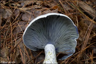 Son chapeau mesure entre 5 et 15 cm de diamètre, avec une couleur bleutée et des reflets argentés. Il peut présenter des taches vertes ou brunâtres par endroit. Son pied est scrobiculé.Son latex bleu indigo est un bon indice pour l'identifier, impossible à confondre. Il fait partie de la section Deliciosi. Quel est son nom ?