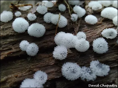 Cette espèce est très fragile. Elle se distingue par ses myxocarpes subglobuleux, poreux à alvéolés, de couleur blanche, pâle à jaune, parfois rose, ou encore jaunâtre-verdâtre. Il fait de 1 à 3 mm de diam. Il pousse principalement sur des matières organiques en décomposition, comme du bois très pourri et d'autres débris végétaux, où il agit en tant que saprotrophe. Quel est son nom ?