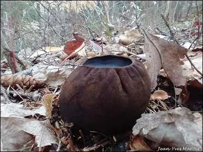 L'apothécie mesure environ 4 à 7 cm de haut et 5 à 12 cm de diamètre. Elle est irrégulièrement globuleuse à forme arrondie, sessile, assez dense et lourde. Sa chair est épaisse et contient beaucoup d'eau lorsqu'elle est fraîche. Cette espèce est saprotrophe et pousse sur des débris partiellement enfouis de conifères, sous des épinettes de Norvège et dans les vieilles forêts de pruches. Quel est son nom ?